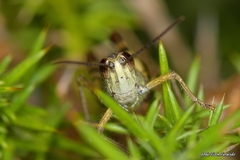 Chorthippus binotatus