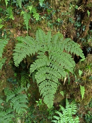 Dryopteris paleolata