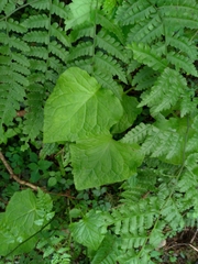 Notoseris melanantha