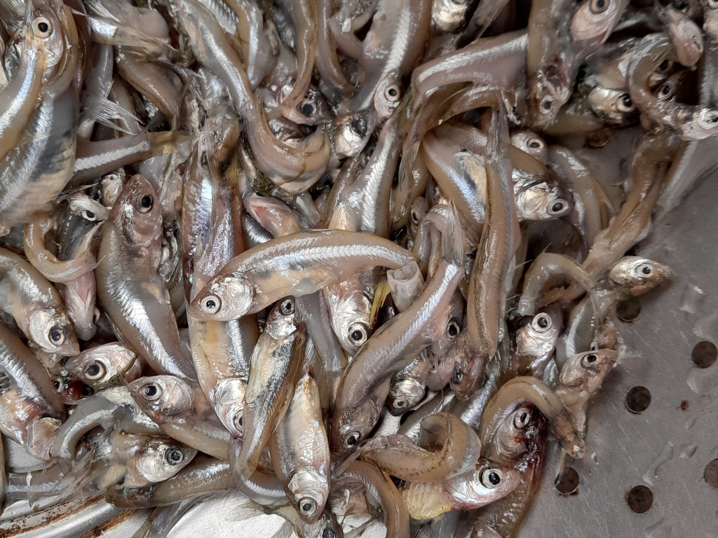 Carplet (Amblypharyngodon mola) — Cyprinidae