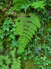 Acystopteris tenuisecta