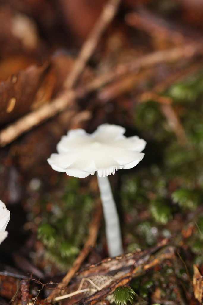 Humidicutis mavis · April 2025 · photo: © juliette_f (iNaturalist, cc-by)