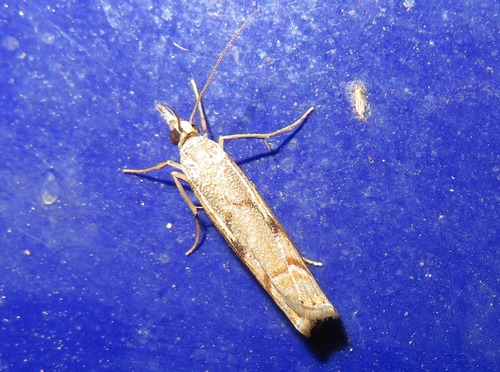 Elbow-striped Grass-veneer, Zuid-Holland, Nederland, photo 10 of 10