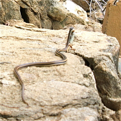 Salvadora lemniscata