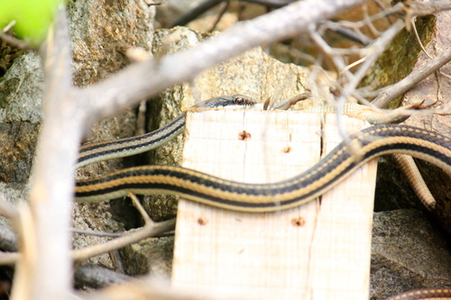 Pacific Patchnose Snake