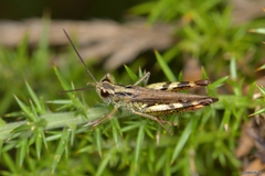 Chorthippus binotatus