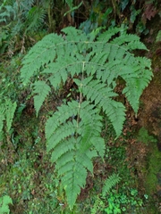 Dryopteris paleolata