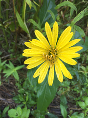 Silphium perfoliatum