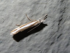 Agriphila latistria