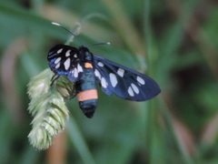 Amata phegea