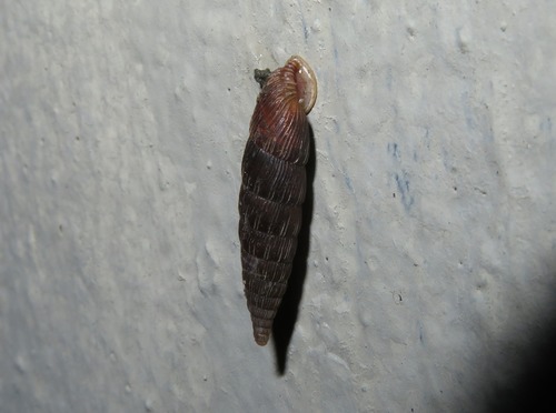 Common Door-snail, Zuid-Holland, Nederland, photo 6 of 10
