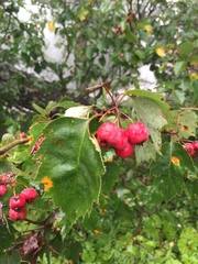 Crataegus viridis