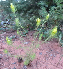 Cordylanthus wrightii