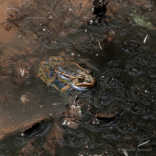 Komplex Kleiner Wasserfrosch