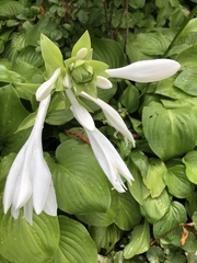 Hosta plantaginea
