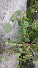 Amaranthus