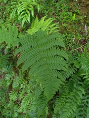 Dryopteris peranema