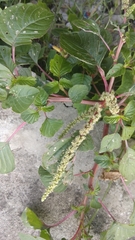 Amaranthus