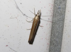 Agriphila latistria