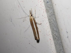 Agriphila latistria