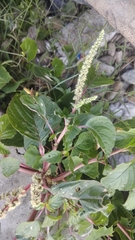 Amaranthus