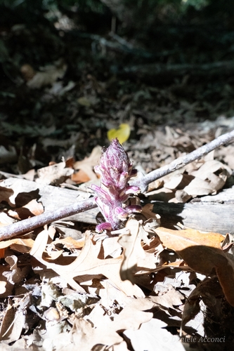 Orobanche du lierre