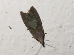 Dichrorampha acuminatana