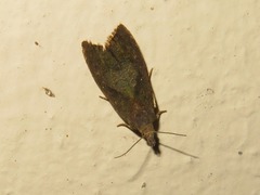 Dichrorampha acuminatana
