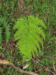 Dryopteris peranema