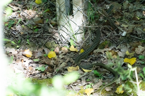 Green Whip Snake