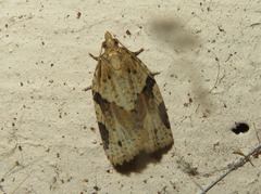 Clepsis spectrana