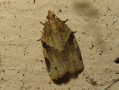 Clepsis spectrana