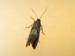 Dichrorampha acuminatana