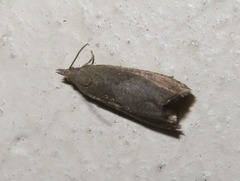 Dichrorampha acuminatana