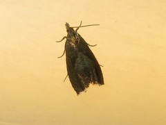 Dichrorampha acuminatana