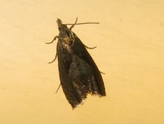 Dichrorampha acuminatana
