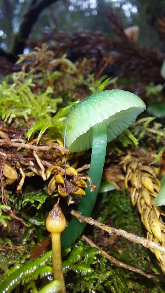 Gliophorus graminicolor · April 2025 · photo: © tassietravelsblog (iNaturalist, cc0)
