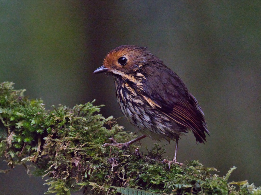 Ochre-fronted Antpitta photo