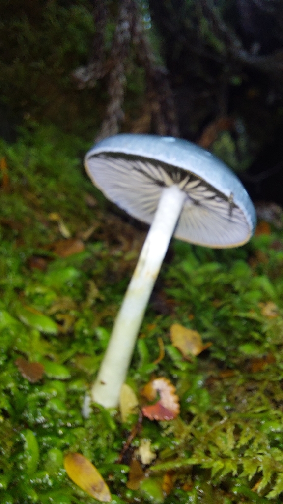 Cortinarius rotundisporus · April 2025 · photo: © tassietravelsblog (iNaturalist, cc0)