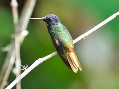 Chrysuronia oenone