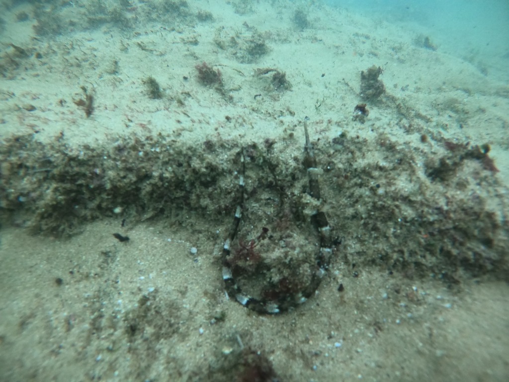 Longsnout Pipefish (Syngnathus temminckii)