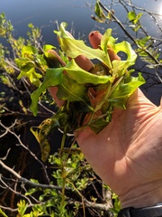 Potamogeton amplifolius
