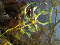 Potamogeton amplifolius