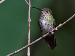 Taphrospilus hypostictus