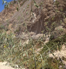 Nicotiana glauca