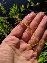 Najas flexilis