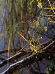 Najas flexilis