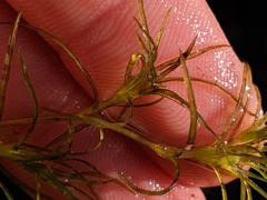 Najas flexilis