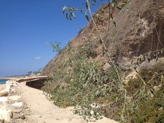 Nicotiana glauca