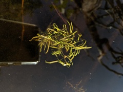 Potamogeton spirillus